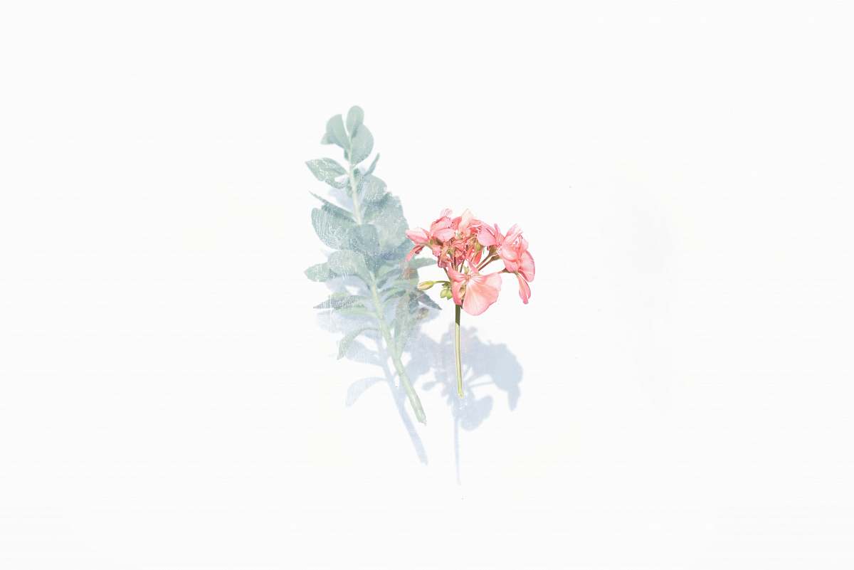 plant pink and white flowers background
