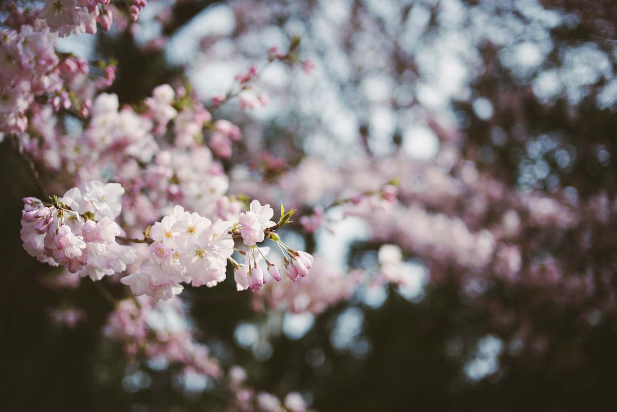 plant pink petaled flower cherry blossom
