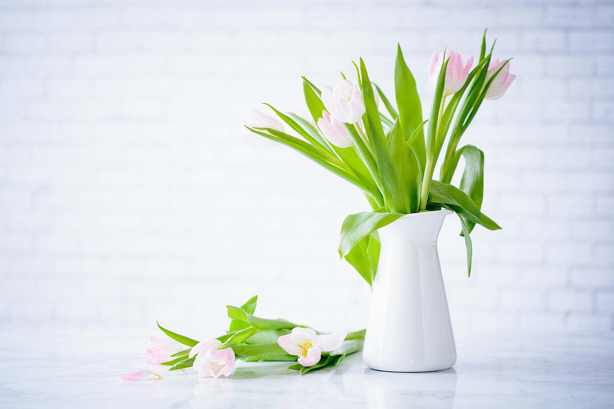 blossom pink tulips on white vase spring