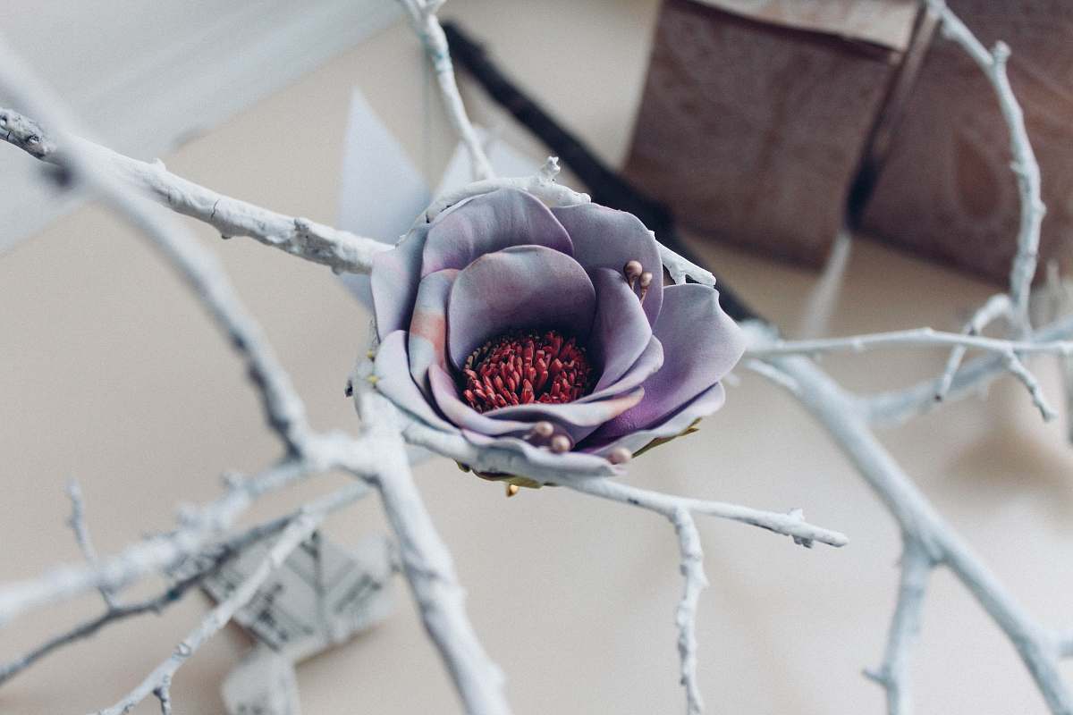 ornament purple flower photography branch