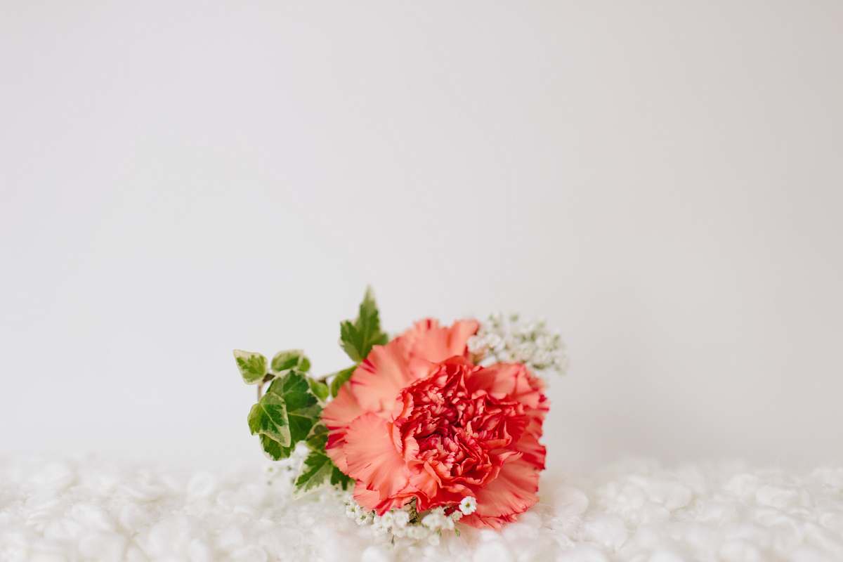 plant red petaled flower on white textile flora