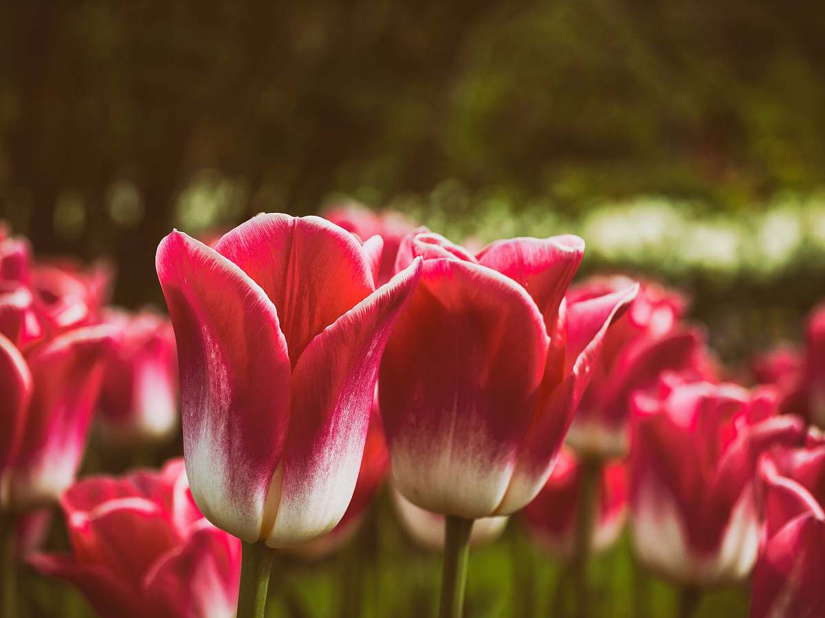tulip red tulips on macro shot flora