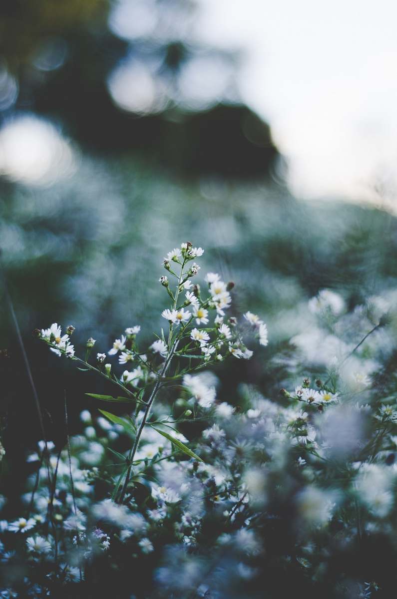 flowers selective focus of white baby's-breath flowers blooming plant