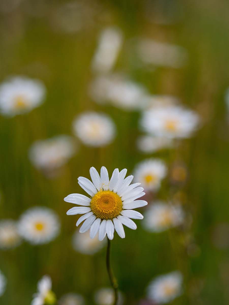 daisy selective focus of white flower field