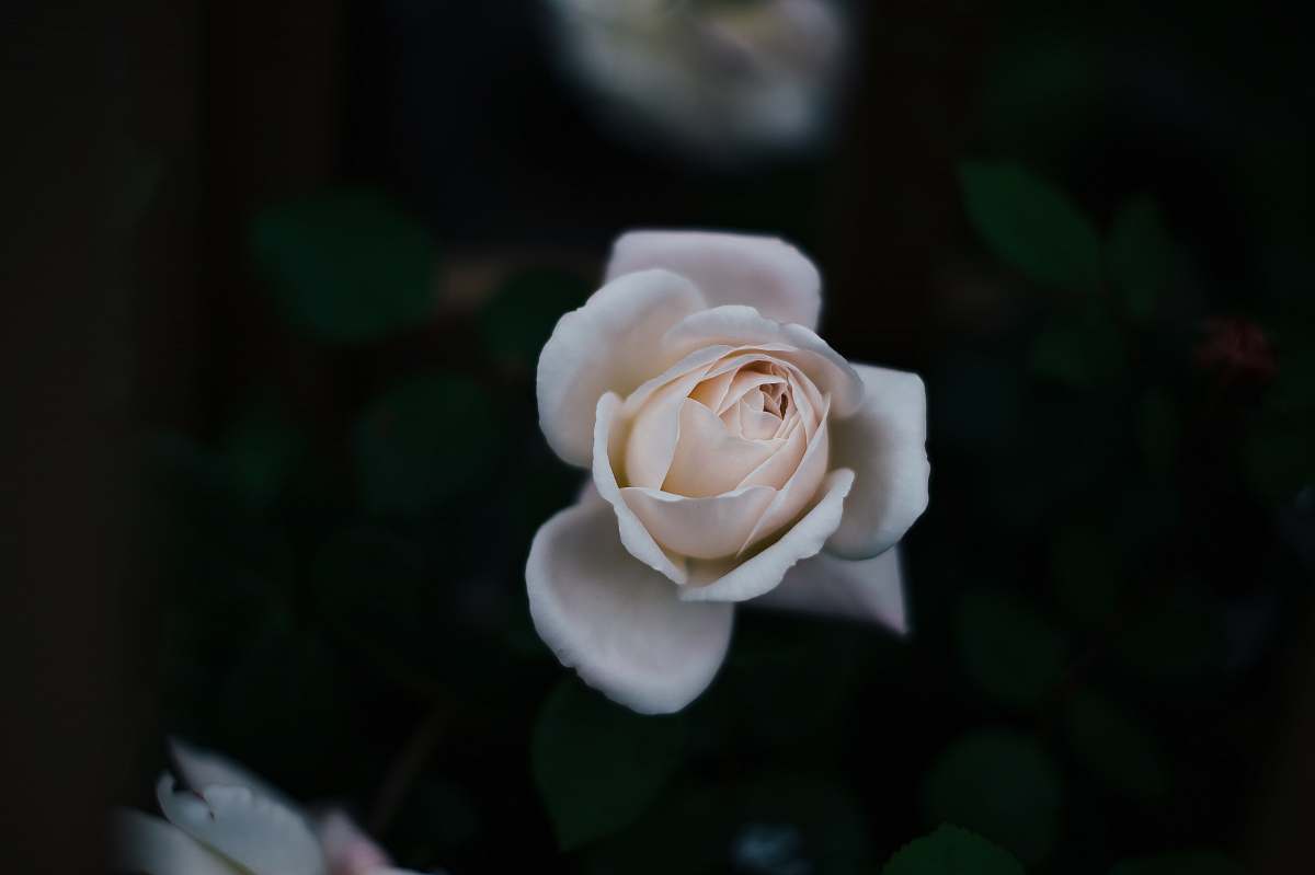 flora selective focus photo of white rose rose