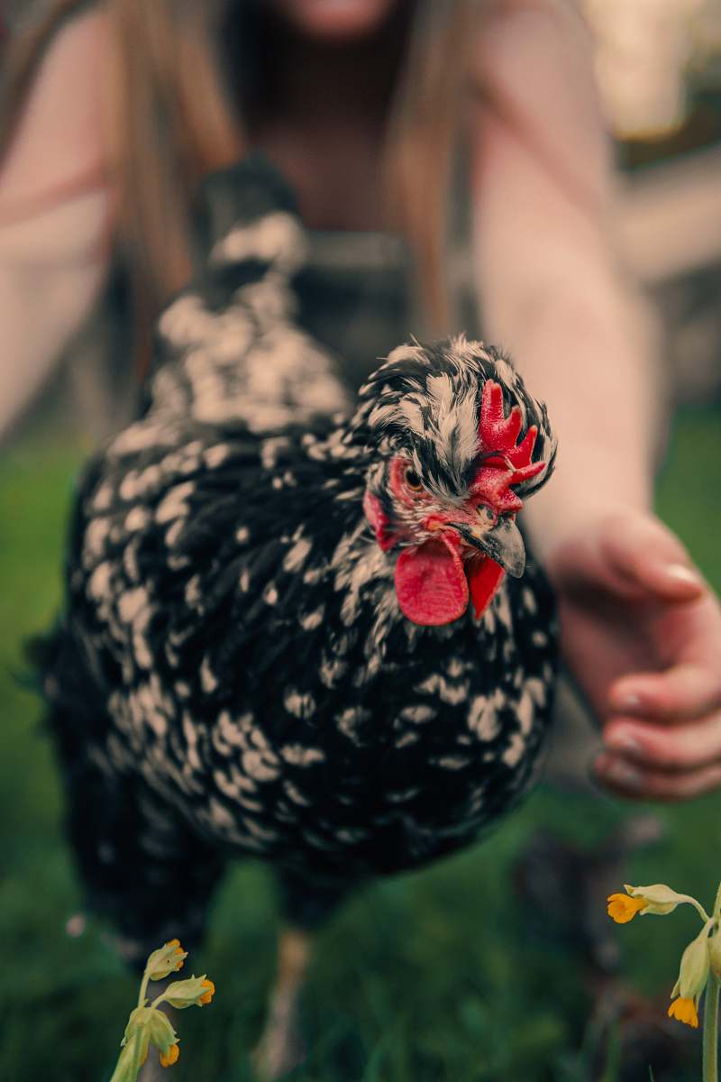 chicken selective focus photography of running chicken girl