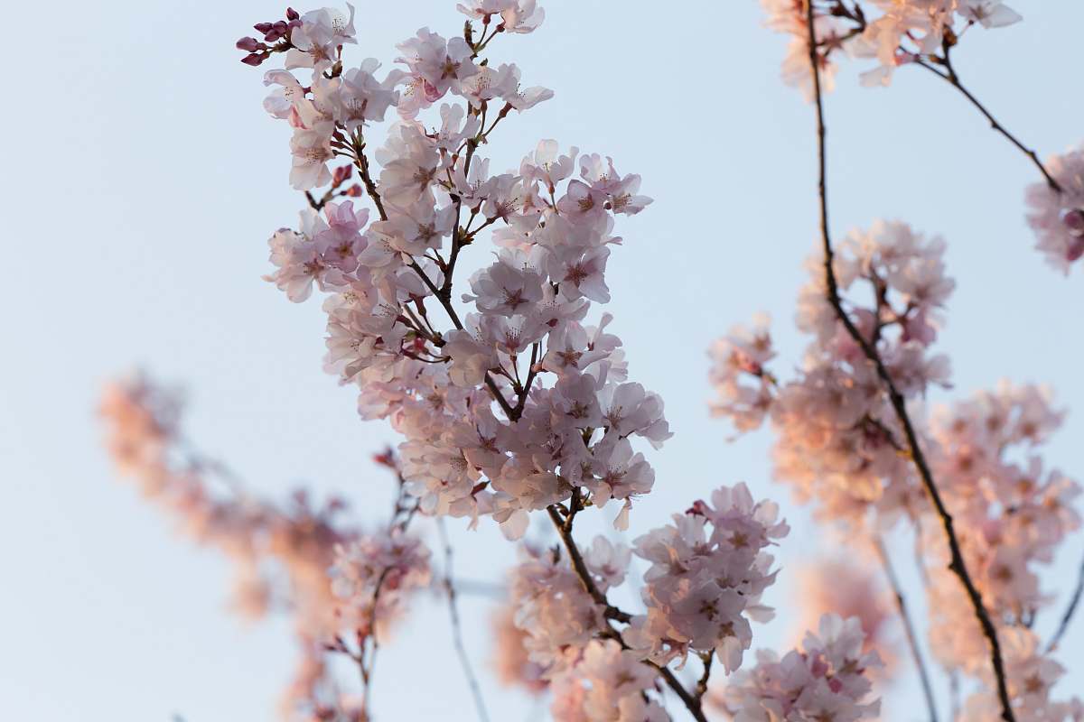 blossom selective focus photography of white and pink petaled flower cherry blossom