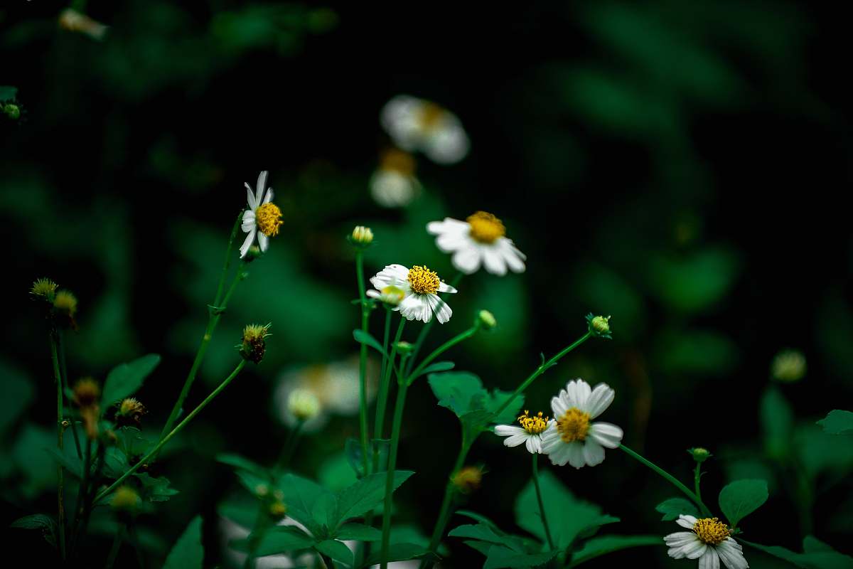 daisy selective focus photography of white daisy at daytime wildflower