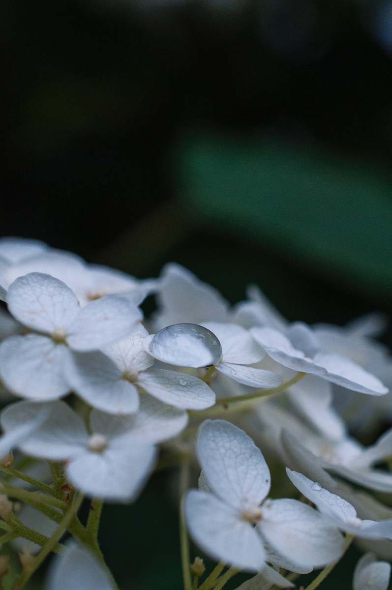 blossom selective focus photography of white flowers flora