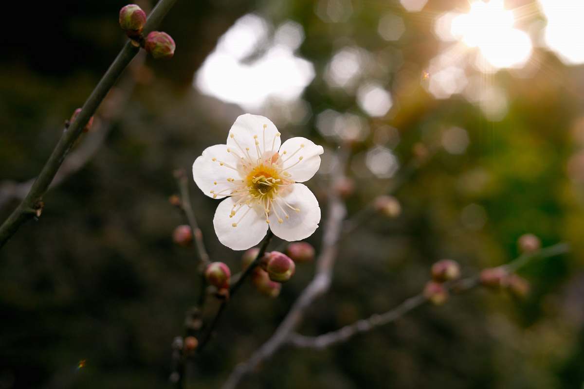 blossom selective focus photography of white petaled flower plant bud