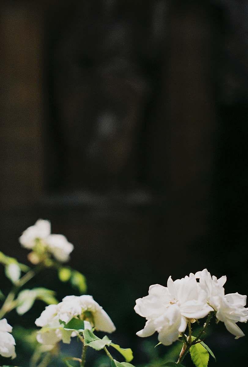 dark selective focus photography of white petaled flowers at daytime floral