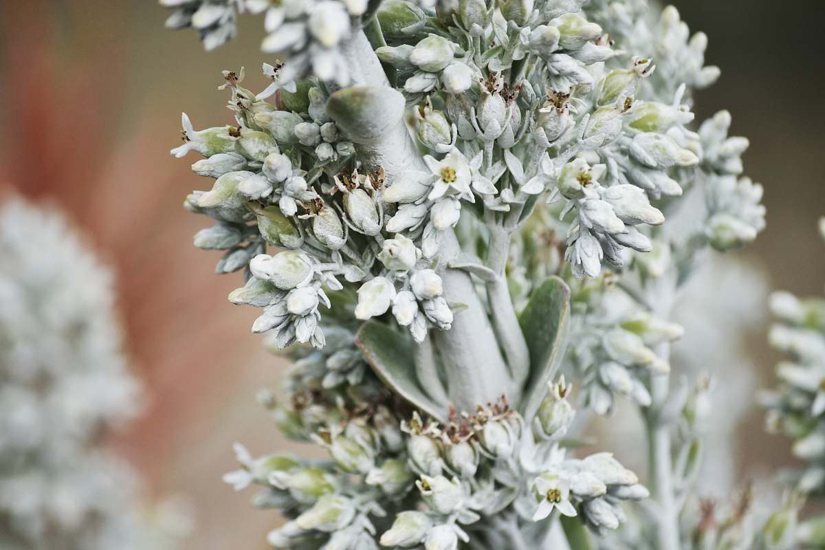 plant selective focus photography of white petaled flowers flora