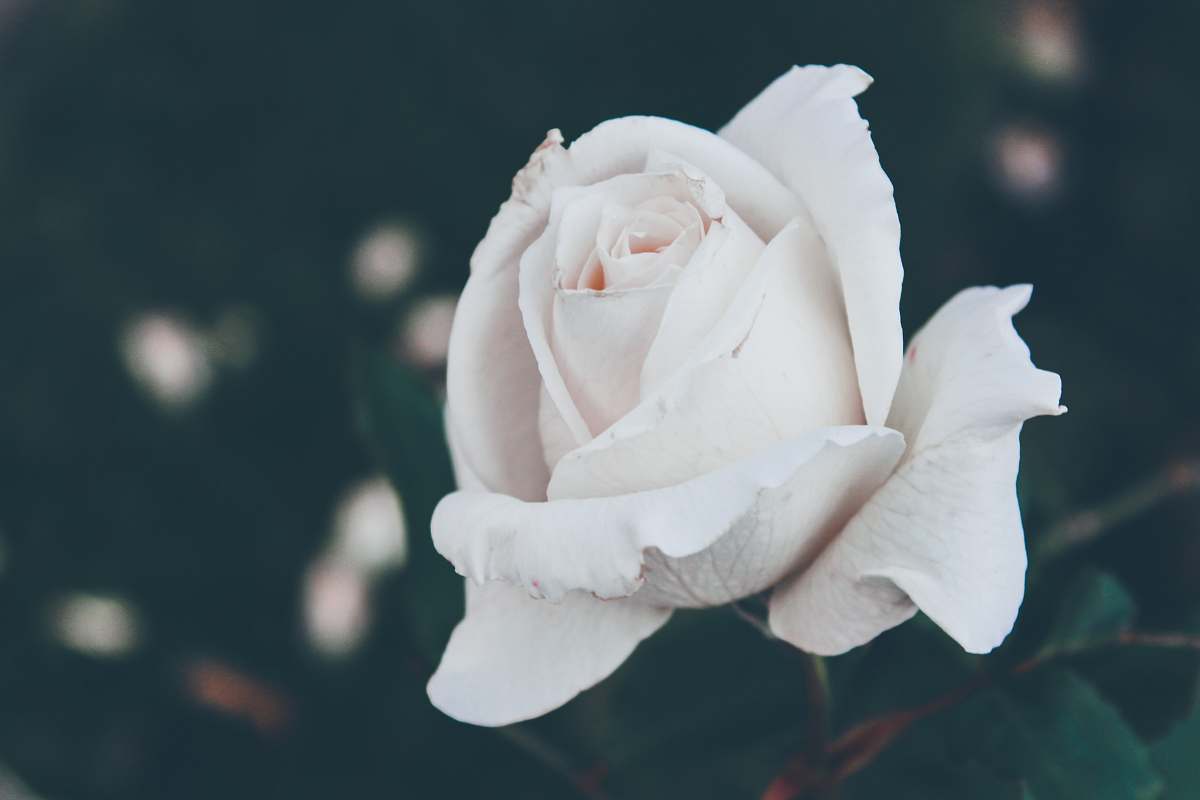 grey selective focus photography of white rose flower rose