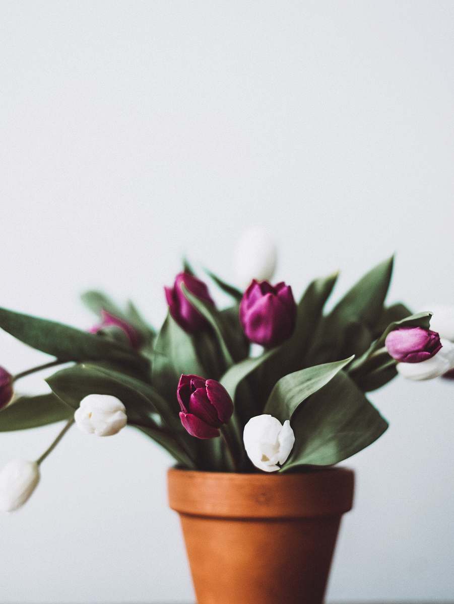 plant selective focus white and purple petaled flowers tulip