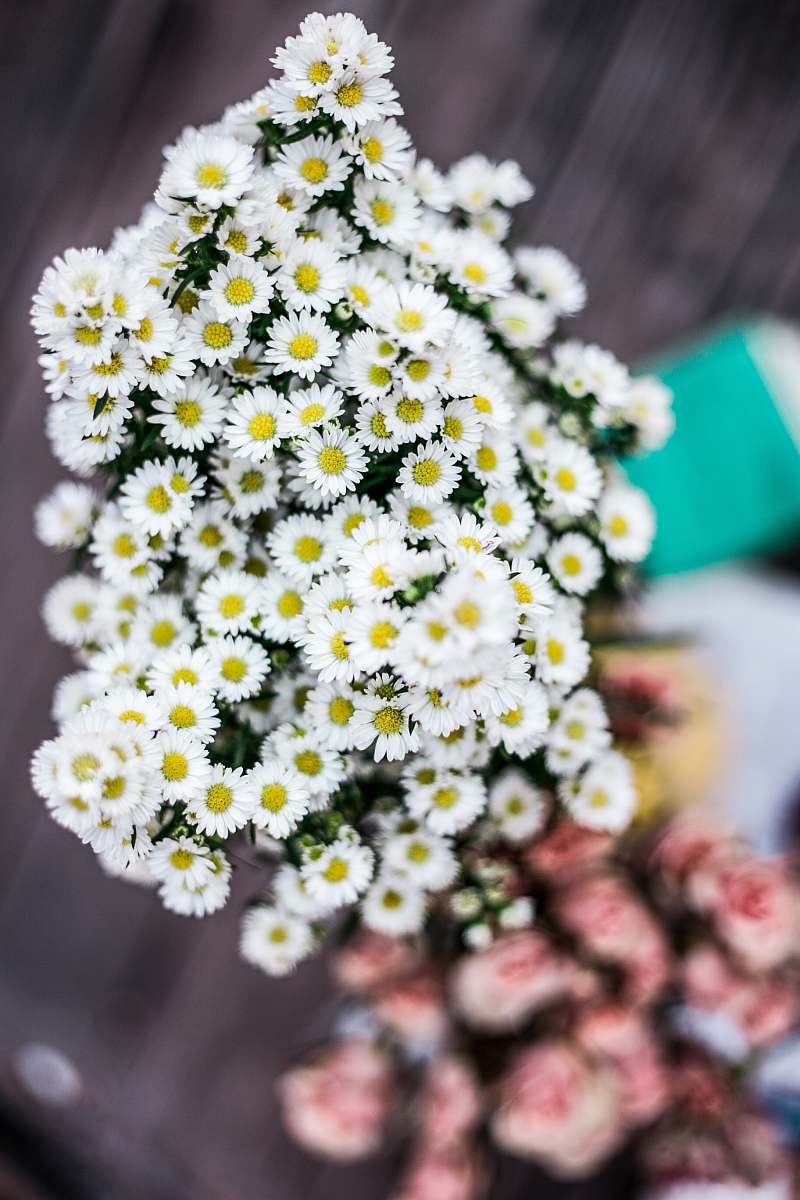 human shallow focus of white and yellow flowers during daytime flowers