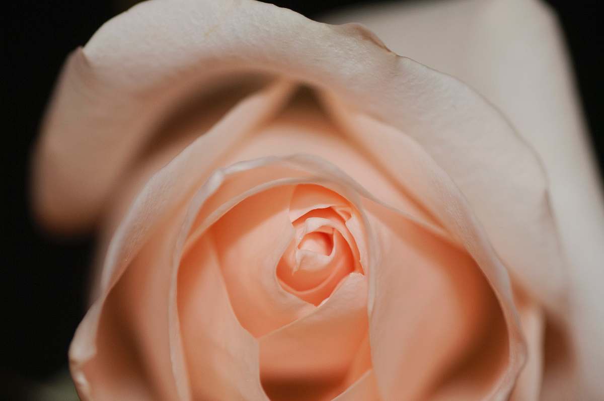 rose shallow focus photo of orange rose blossom
