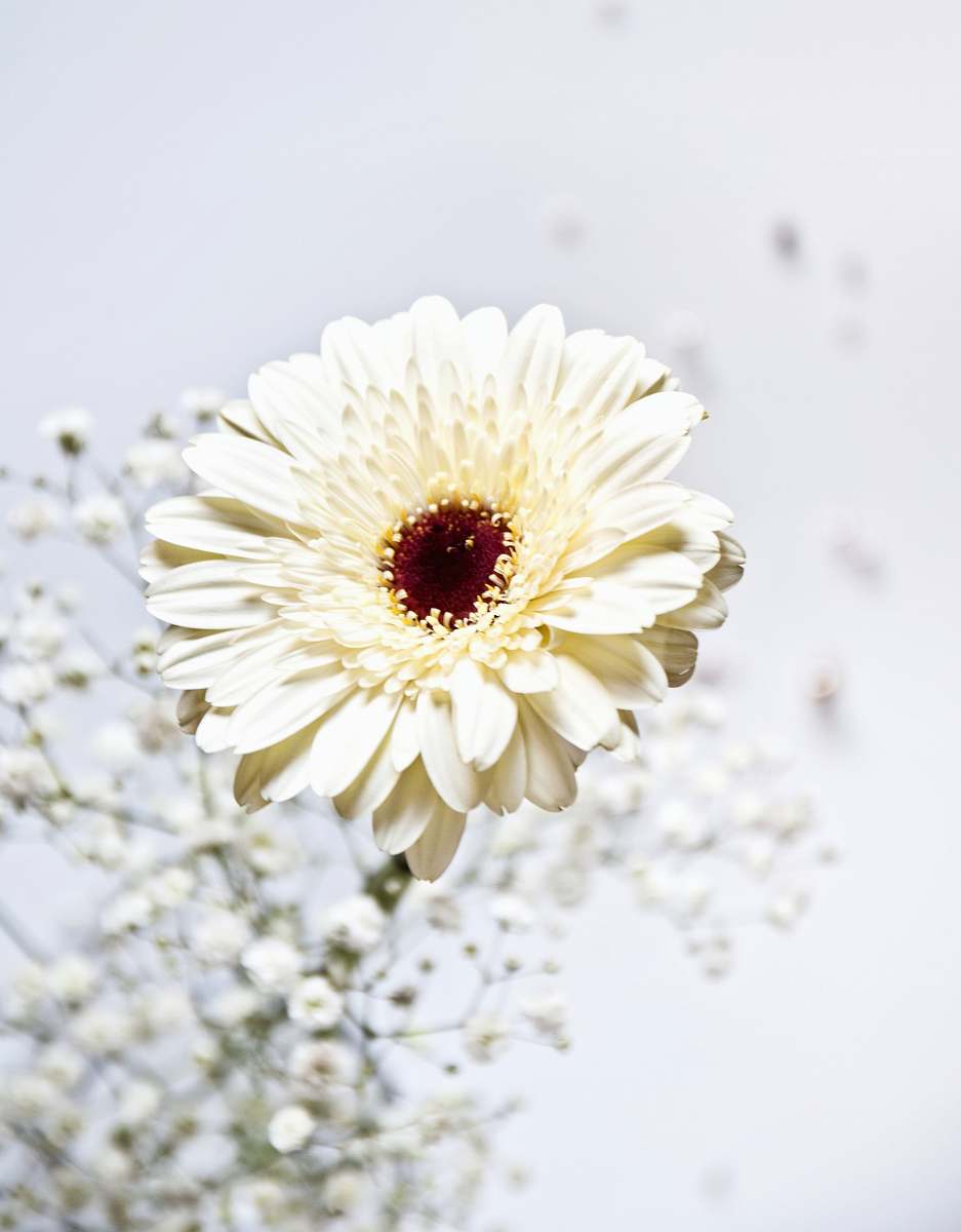 blossom shallow focus photo of white flower daisy