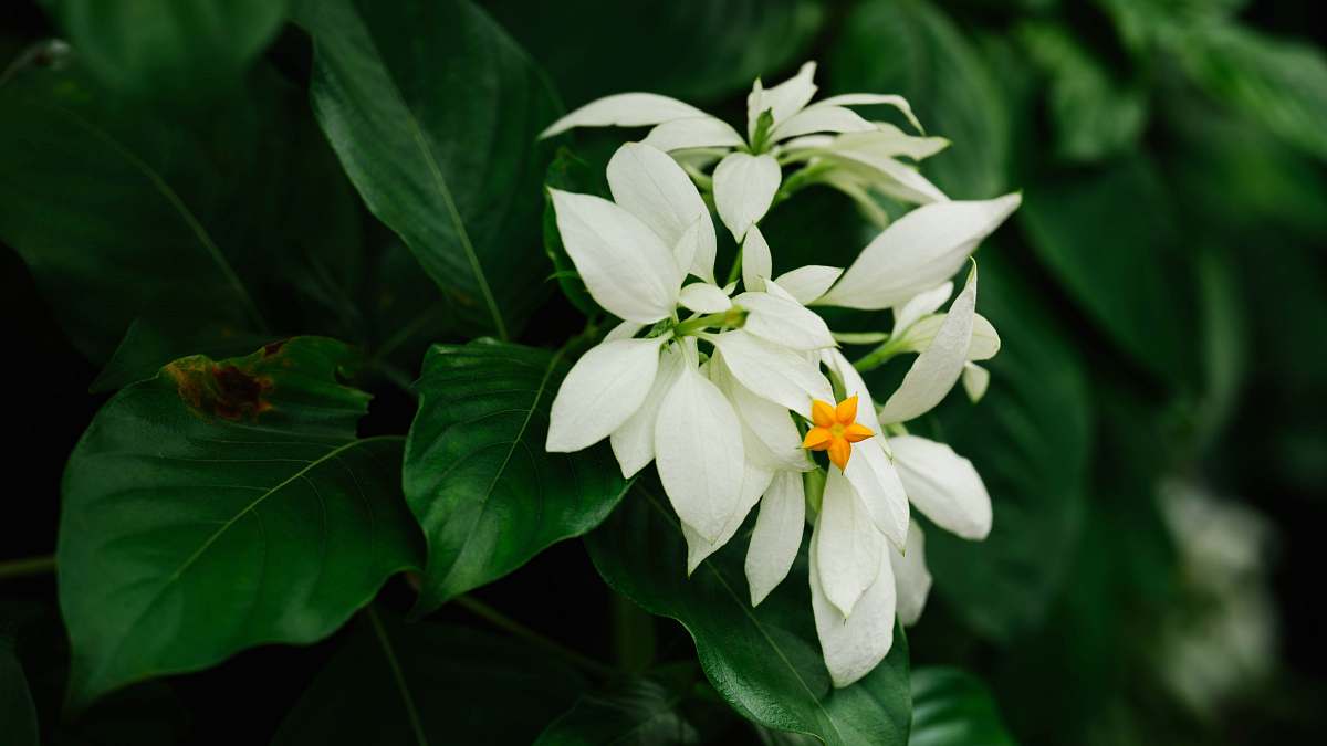 plant shallow focus photo of white flowers near green leaves blossom