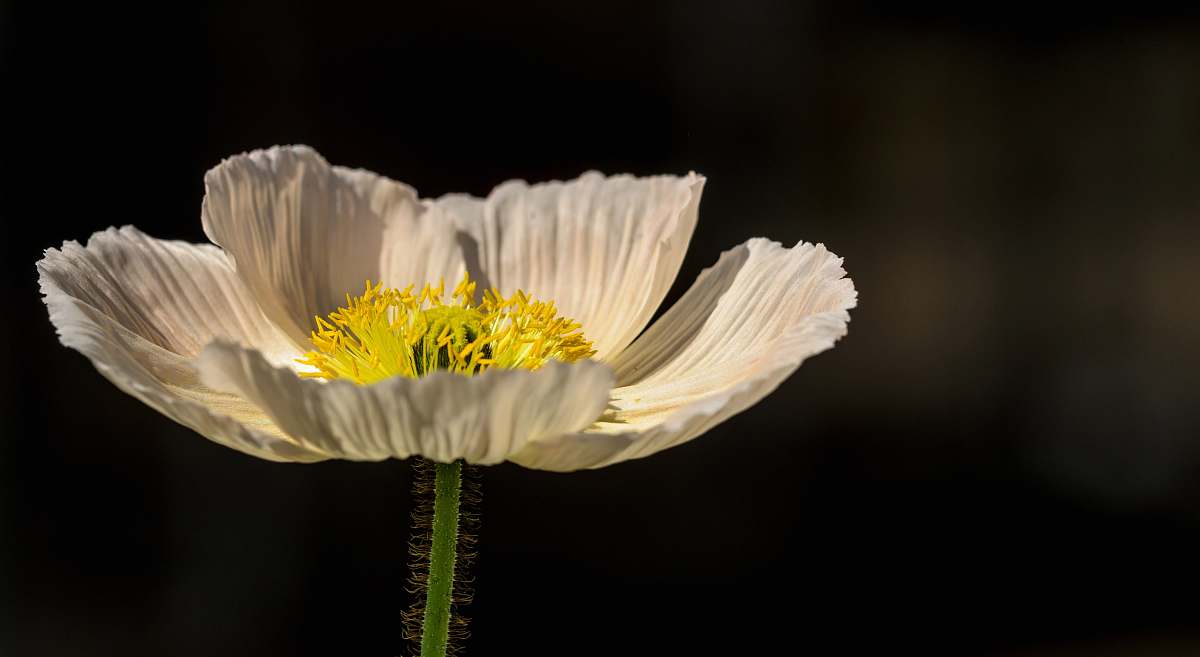 blossom shallow focus photography of white flower daisy