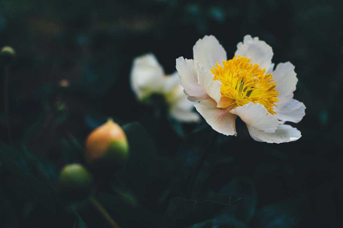 peony shallow focus photography of white flower plant