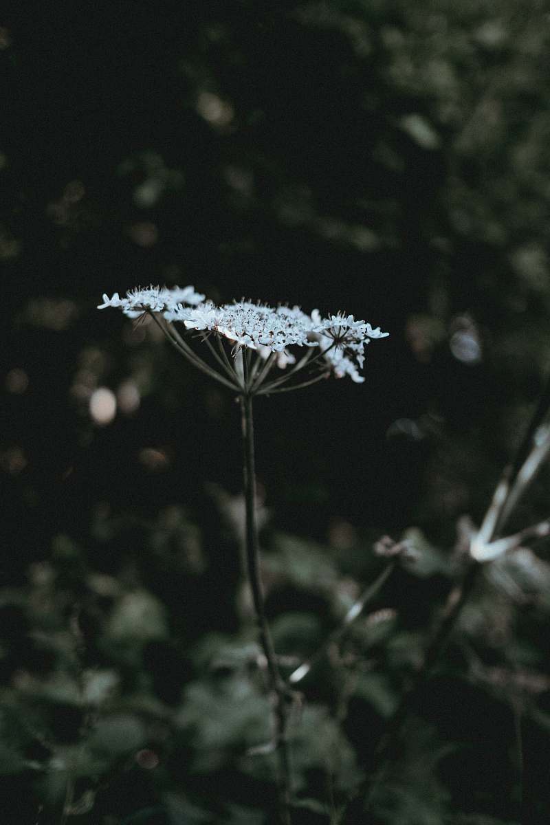 plant shallow focus photography of white flower smoke