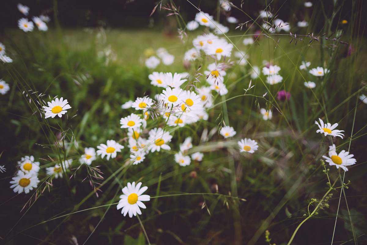 sweden shallow focus photography of white flowers daisy