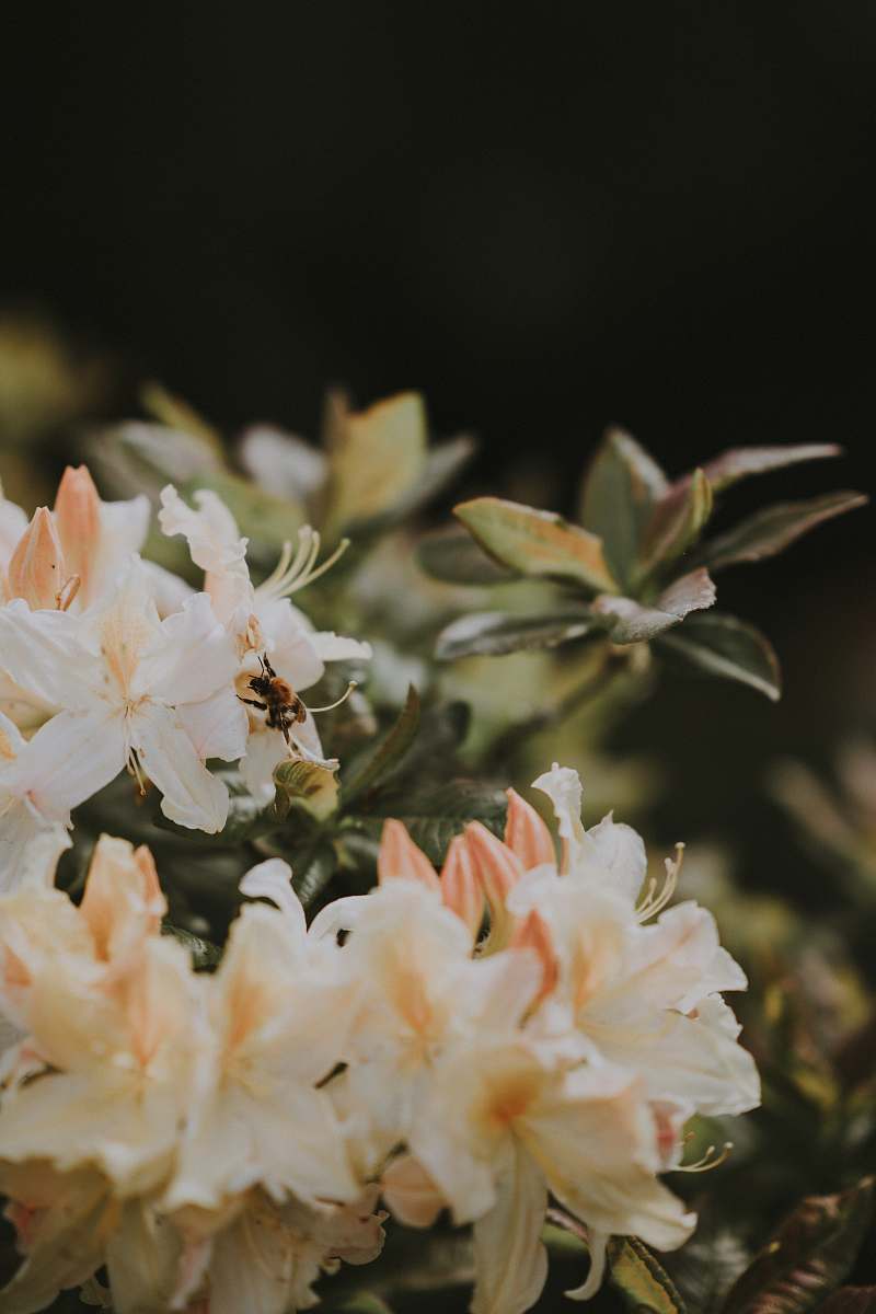 blossom shallow focus photography of white flowrs flora