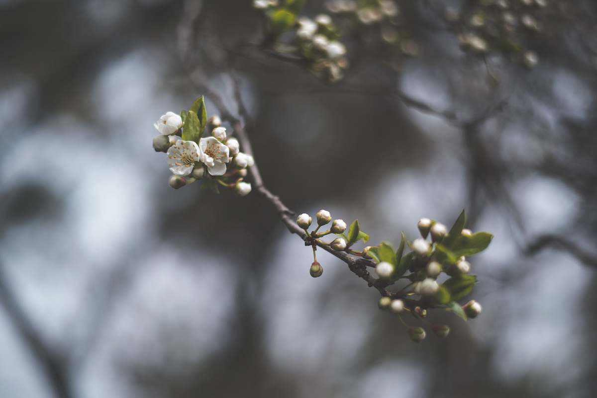 branch tilt shift lens photography of white flower blossom