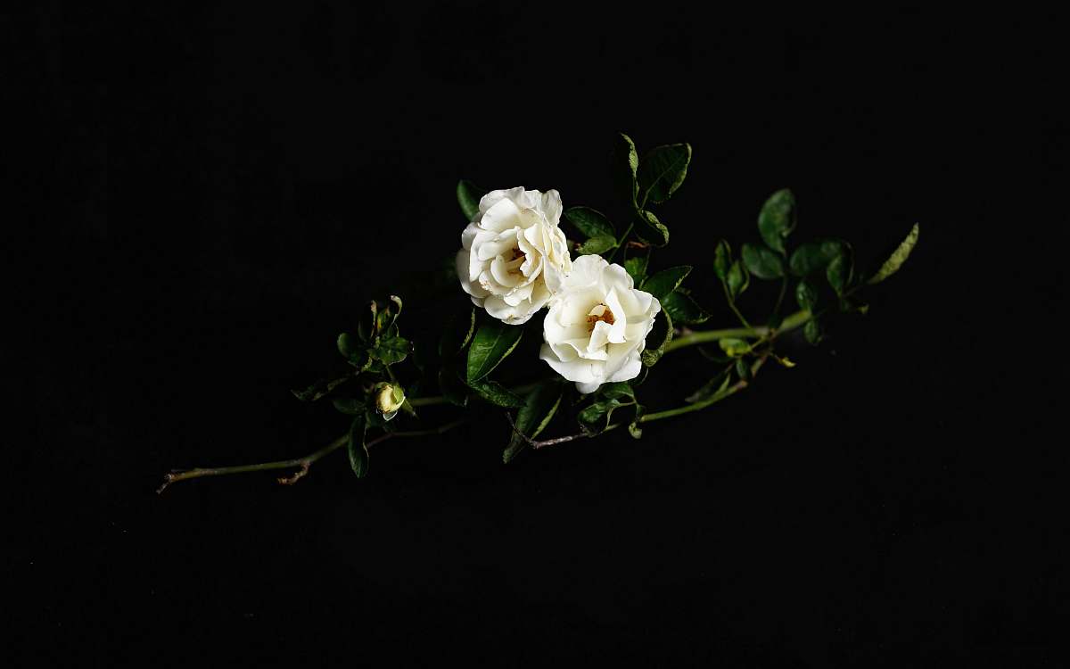 rose two white roses blossom
