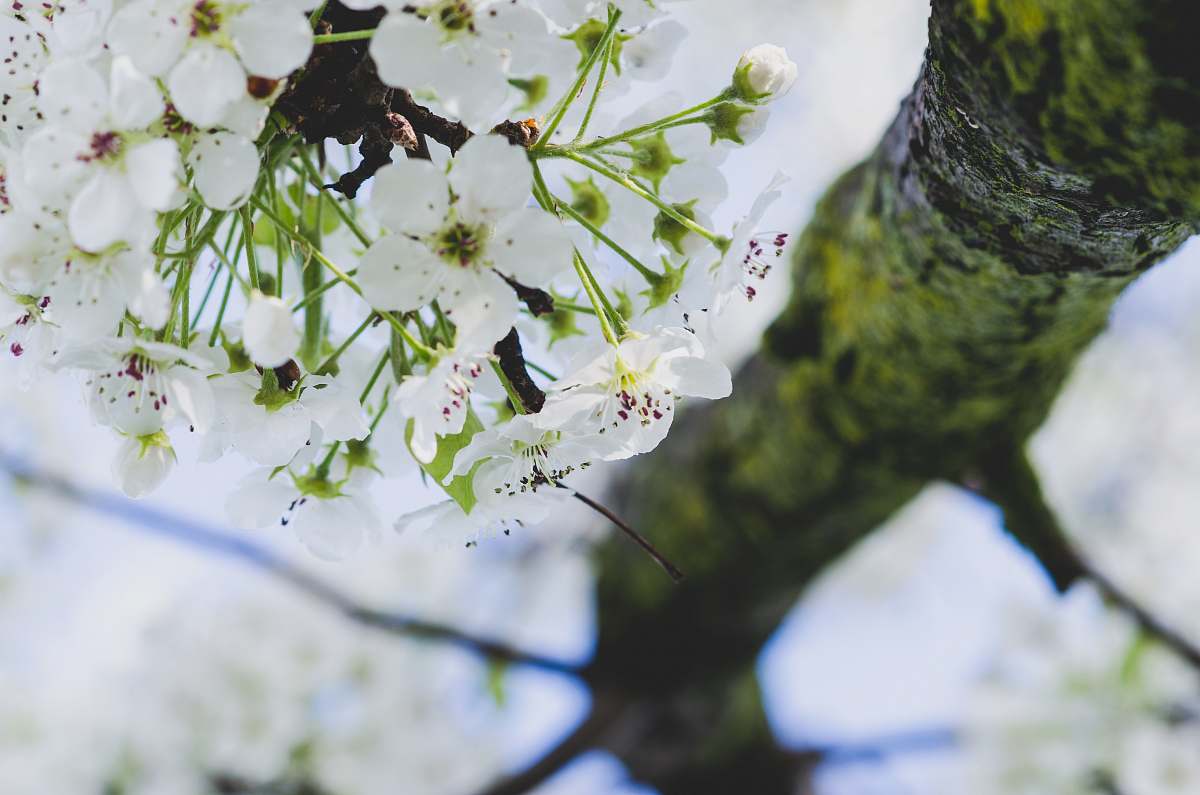 blossom white 5-petaled leafed tree flora