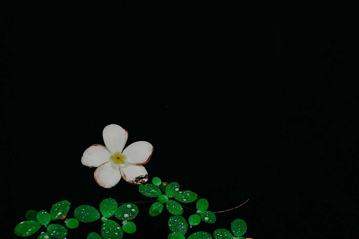 thailand white and green flower illustration petal