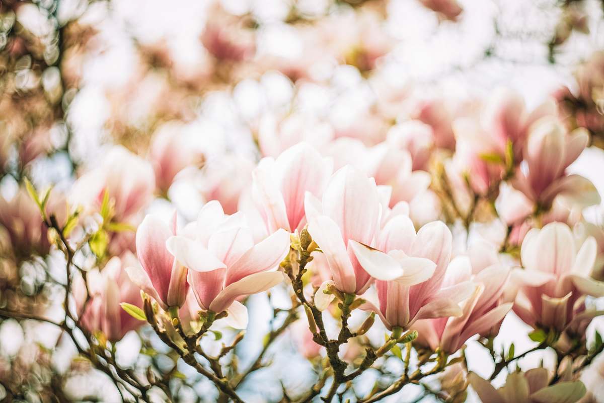 flora white and pink flower plant blossom