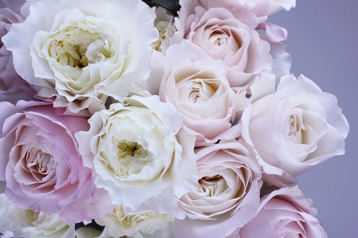 pink white and pink flowers rose