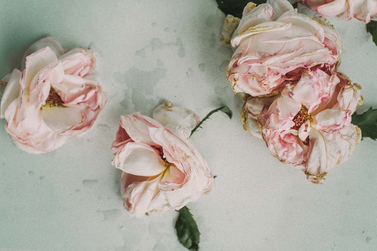 pink white-and-pink flowers with green leaves floral