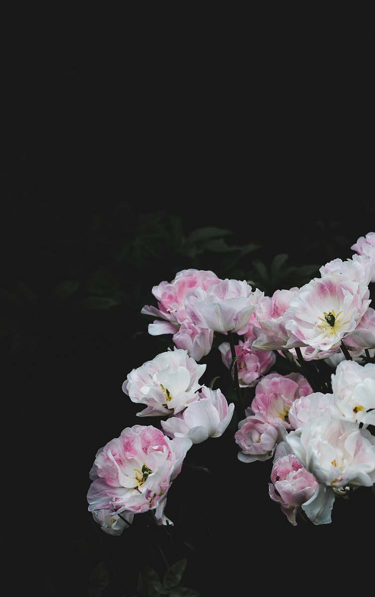 blossom white and pink petaled flowers flora