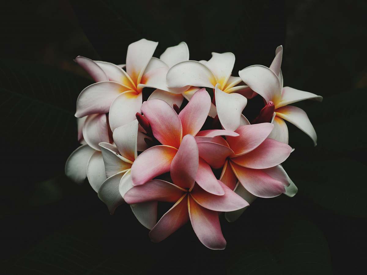 flora white and pink petaled flowers in the dark petal