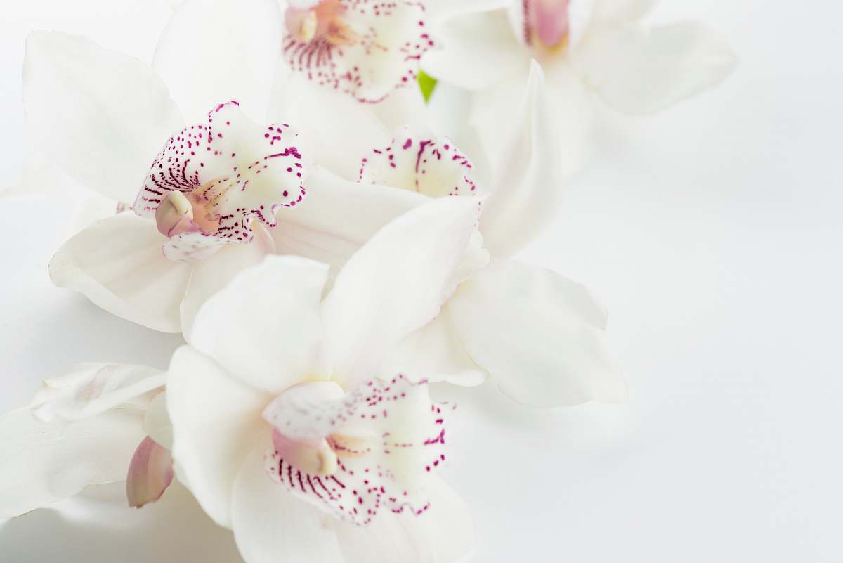 white white-and-purple orchid flowers nature