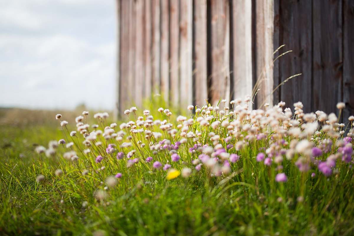 flowers white and purple petaled flowers plant