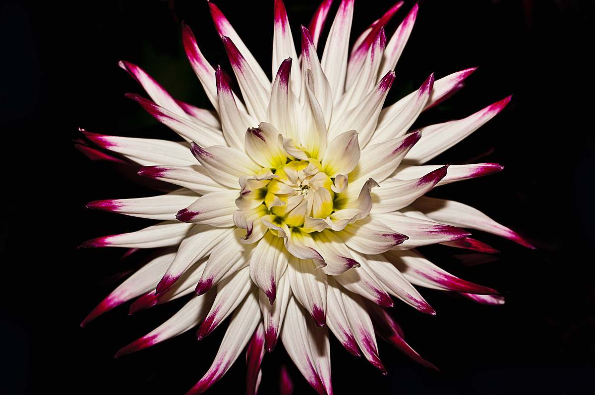 floral white and red flower on black background bloom