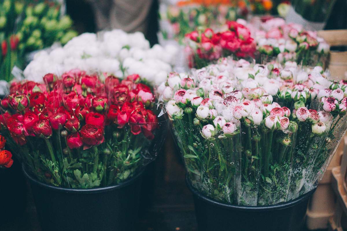 flowers white and red rose buds in black plastic buckets netherlands