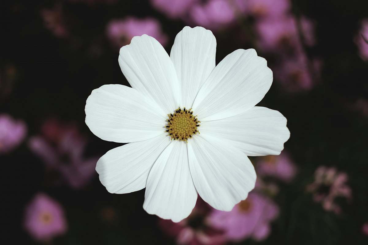 plant white broad petaled flower cosmos