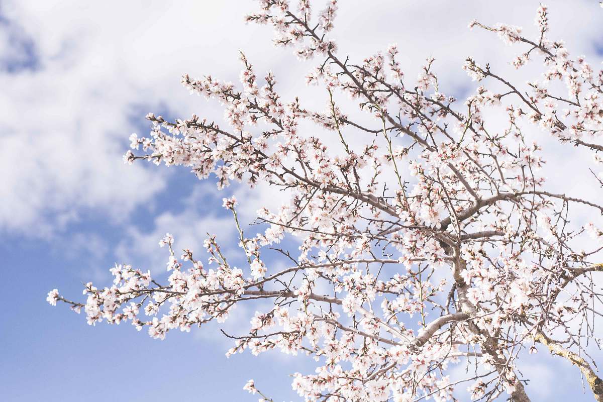 blossom white cherry blossoms flowers