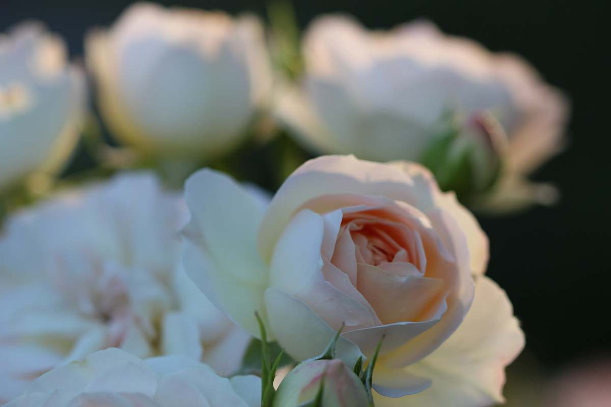 blossom white cluster flowers rose