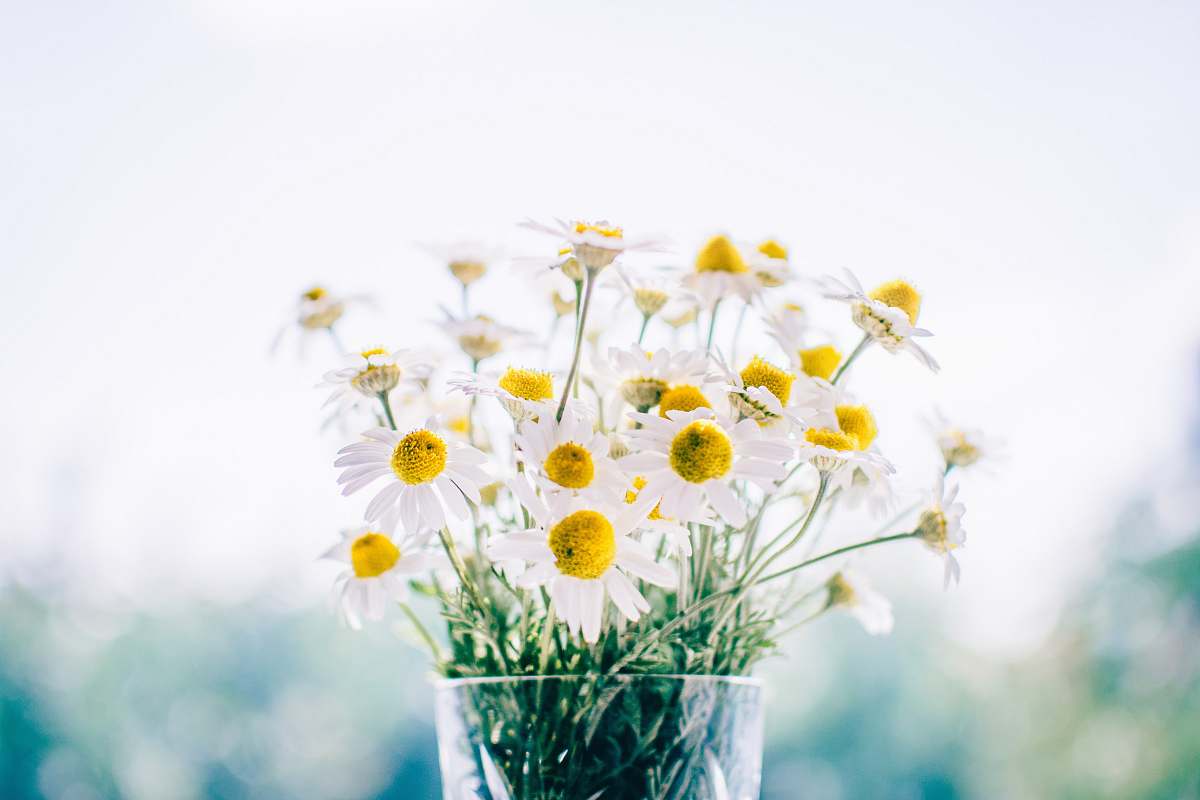 flowers white daisy flowers daisy