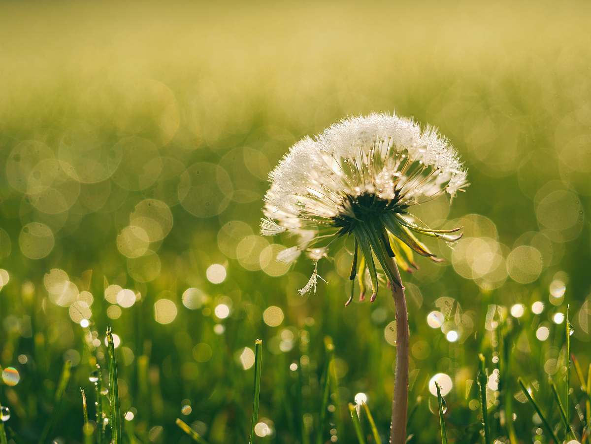 nature white dandelion closeup photography plant