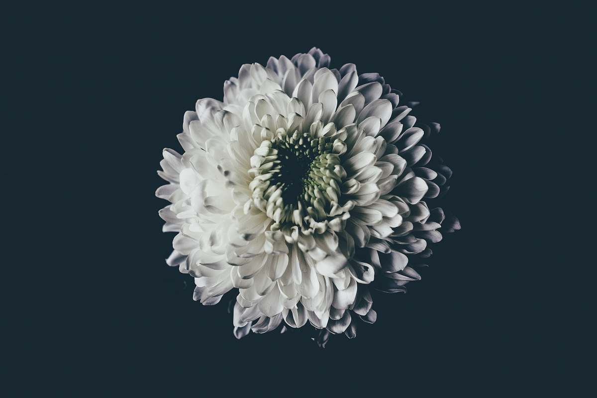 blooming white flower dahlia