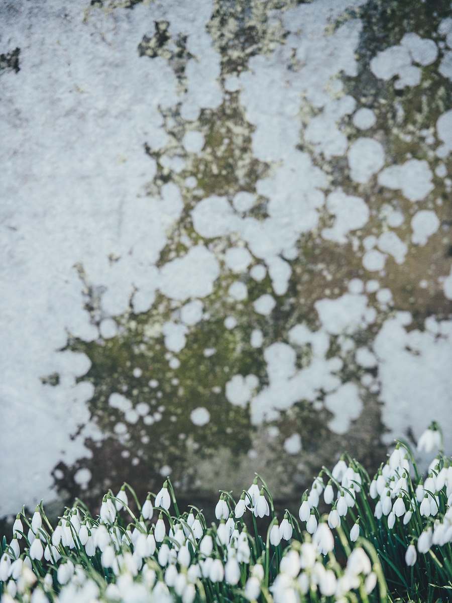 snowdrop white flower buds selective focus photography spring