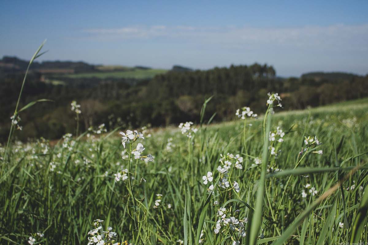 blossom white flower field during daytime plant
