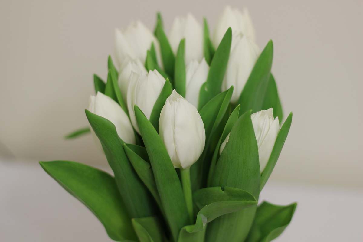 spring white flower plant
