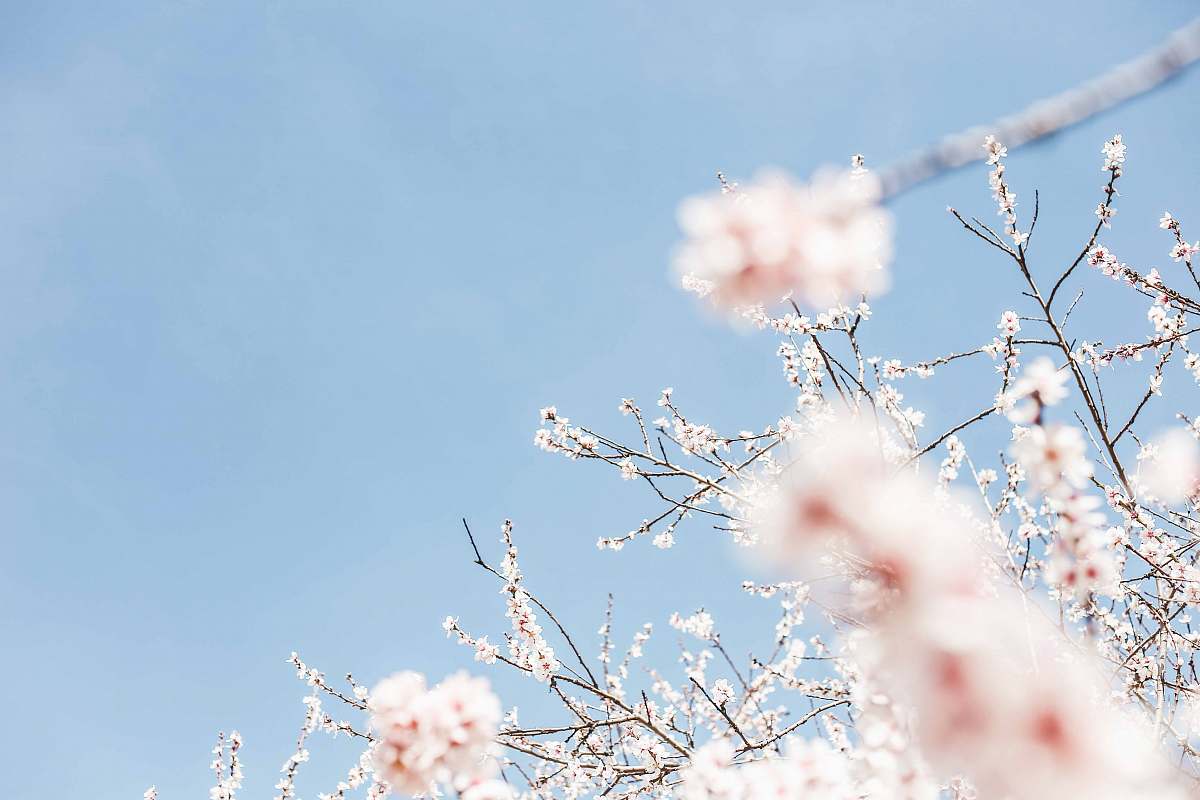 blossom white flowering tree during daytime spring